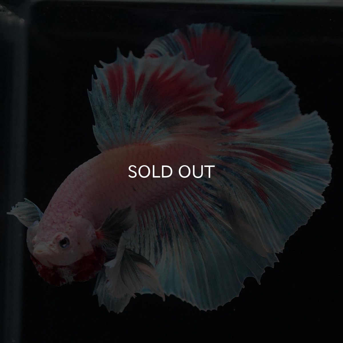 画像3: HMダンボ　ファンシー (3)