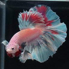 画像3: HMダンボ　ファンシー (3)