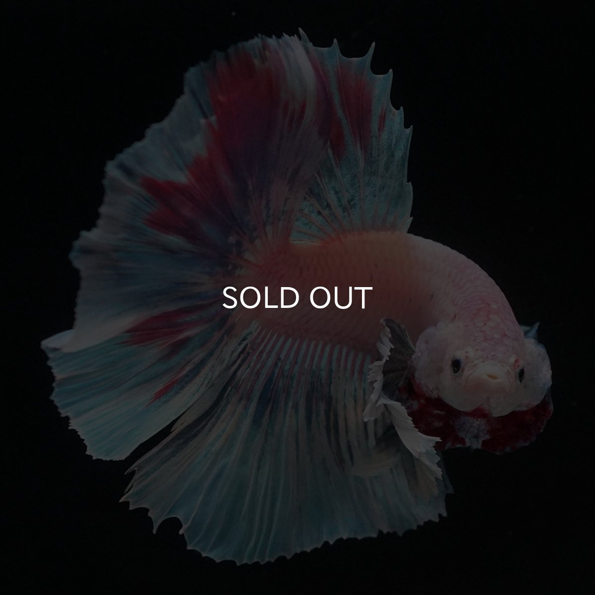 画像7: HMダンボ　ファンシー (7)