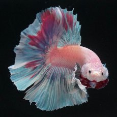 画像7: HMダンボ　ファンシー (7)