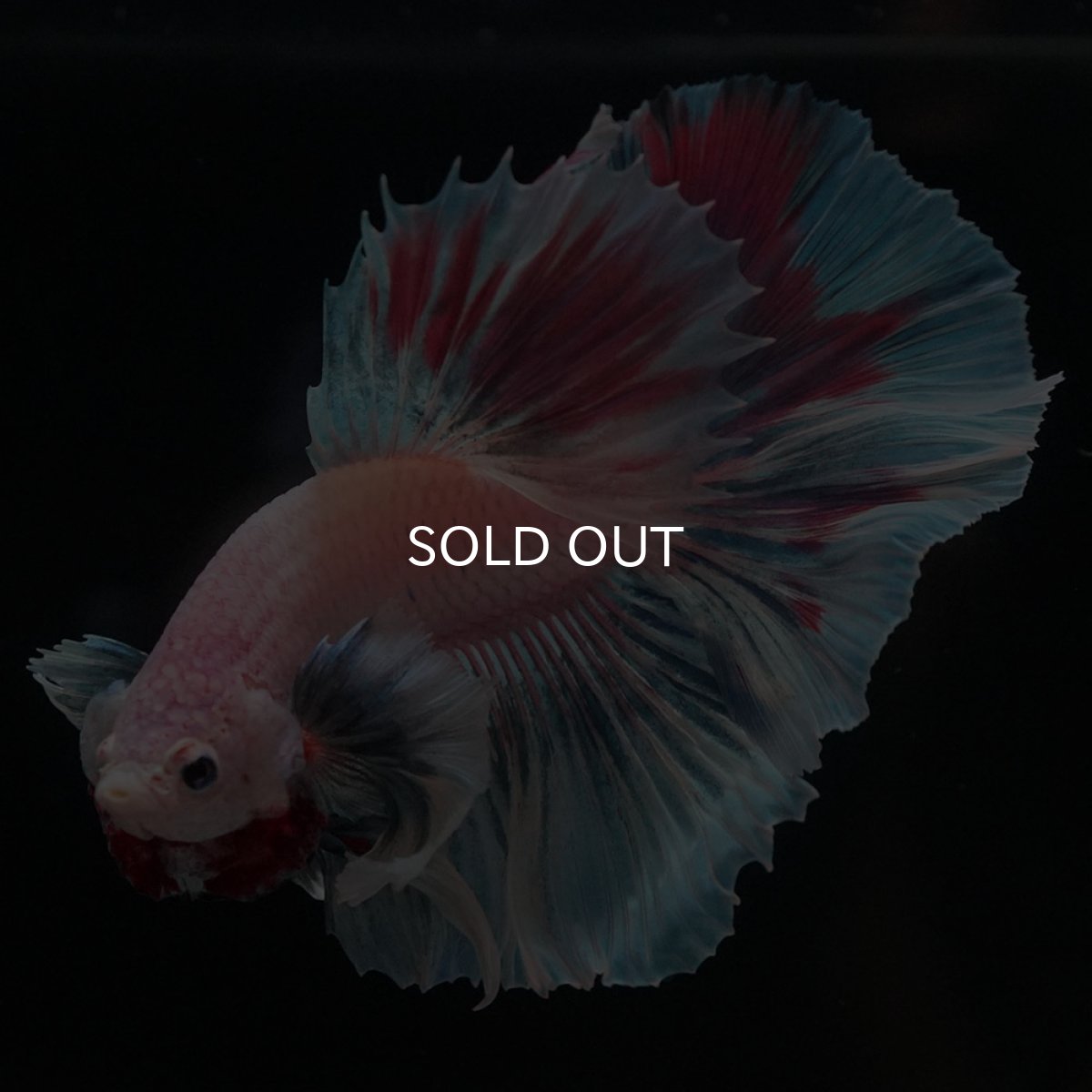 画像8: HMダンボ　ファンシー (8)