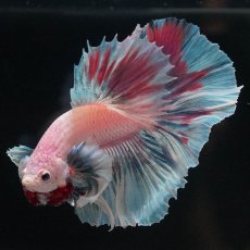 画像8: HMダンボ　ファンシー (8)