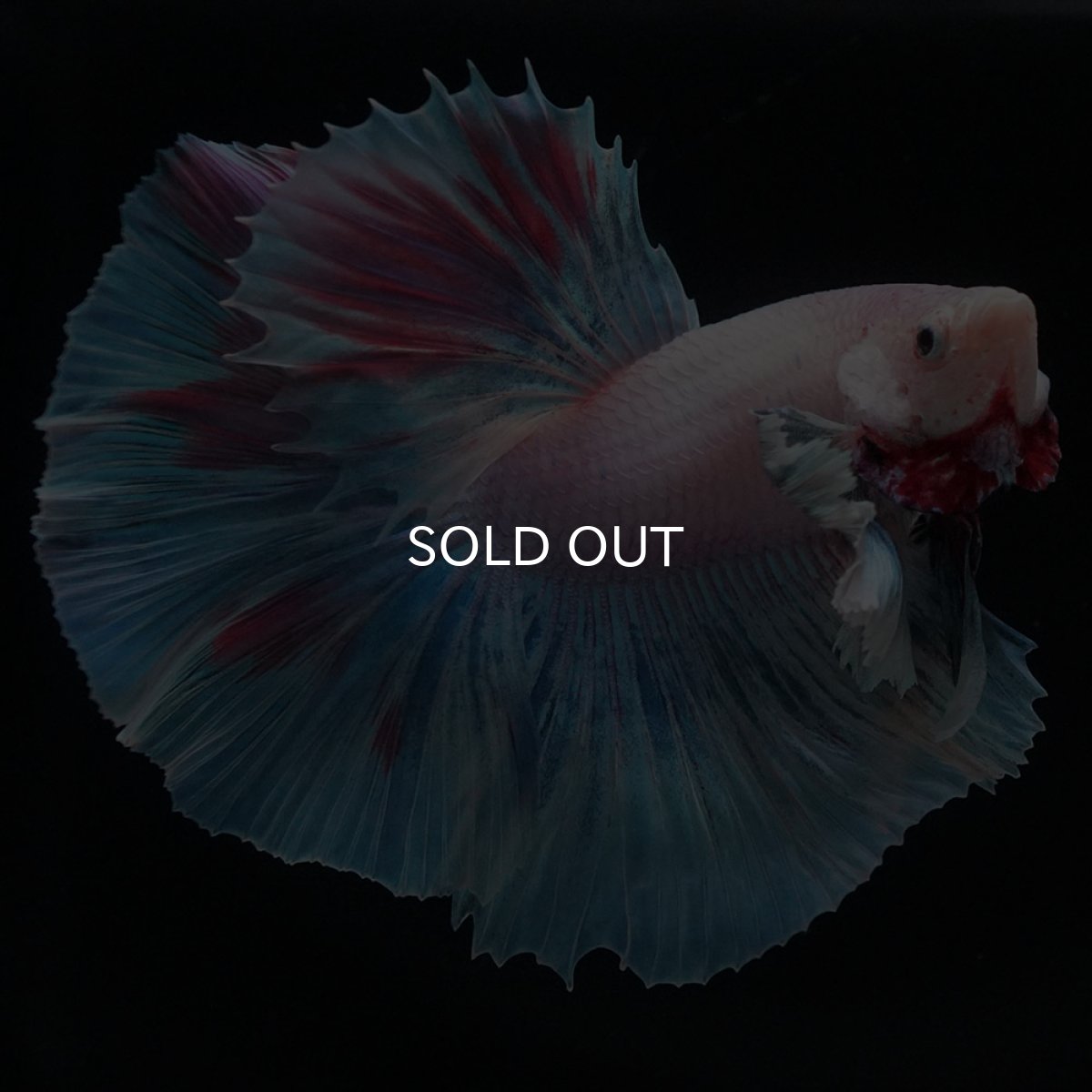 画像4: HMダンボ　ファンシー (4)