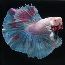 画像4: HMダンボ　ファンシー (4)