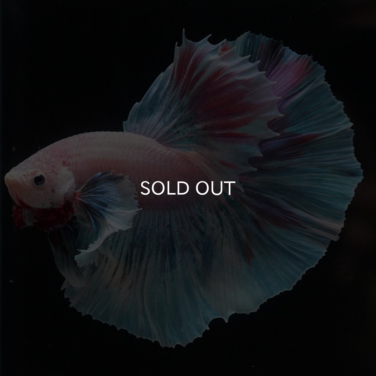 画像1: HMダンボ　ファンシー (1)