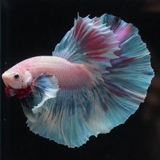 画像1: HMダンボ　ファンシー (1)