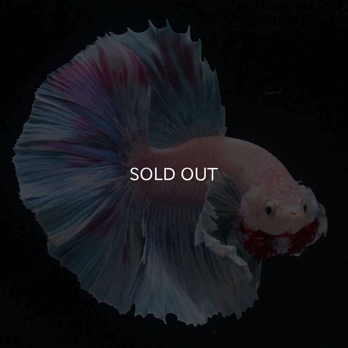 画像2: HMダンボ　ファンシー (2)