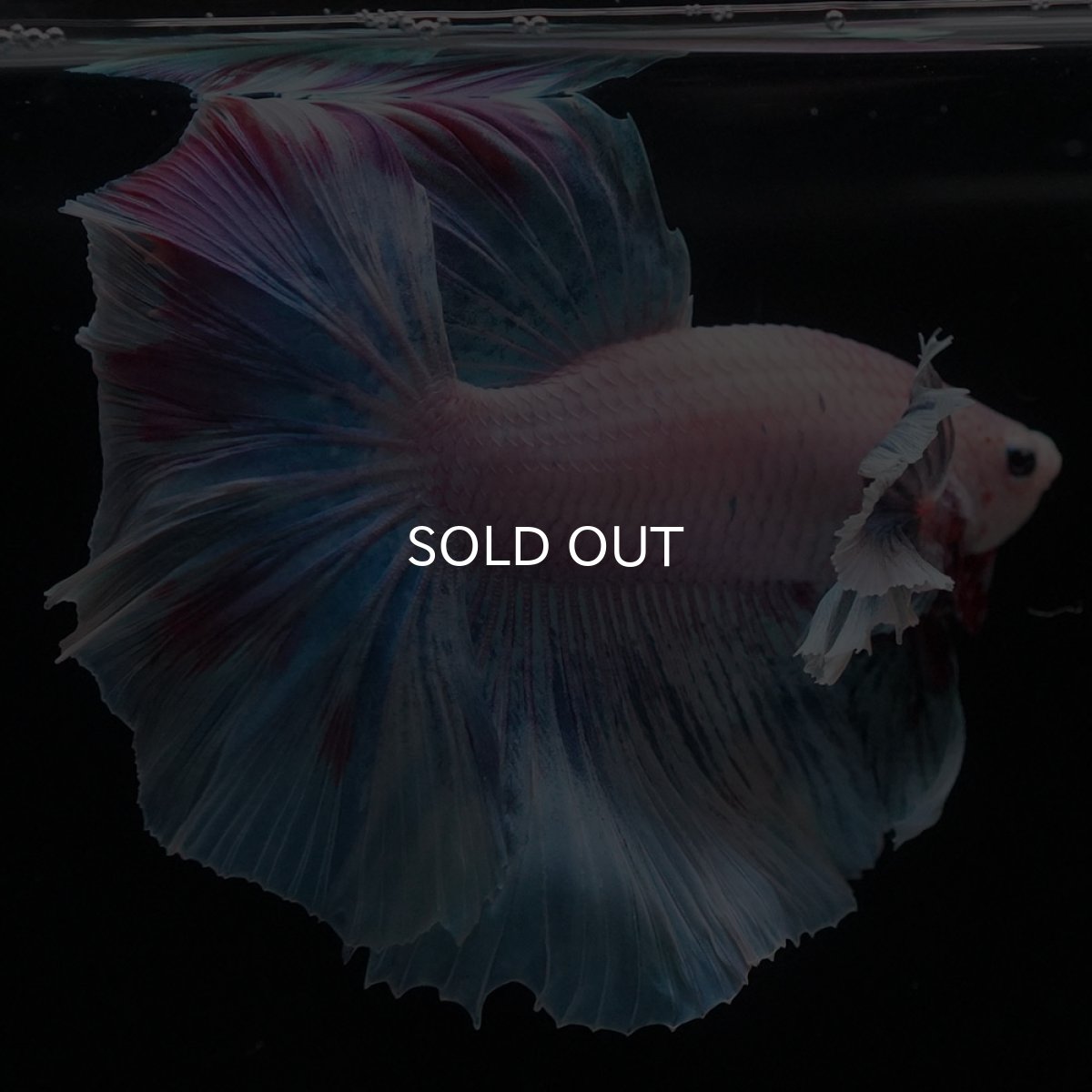 画像6: HMダンボ　ファンシー (6)