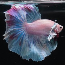 画像6: HMダンボ　ファンシー (6)