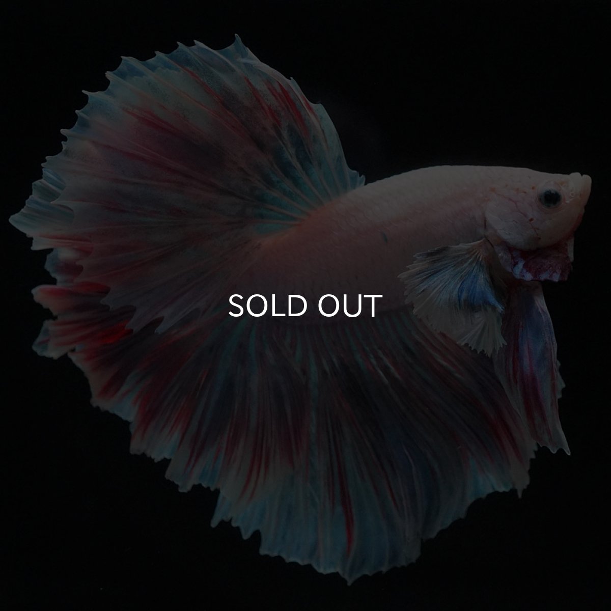 画像4: HMダンボ　ファンシー (4)