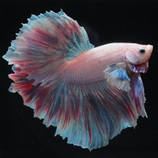 画像4: HMダンボ　ファンシー (4)