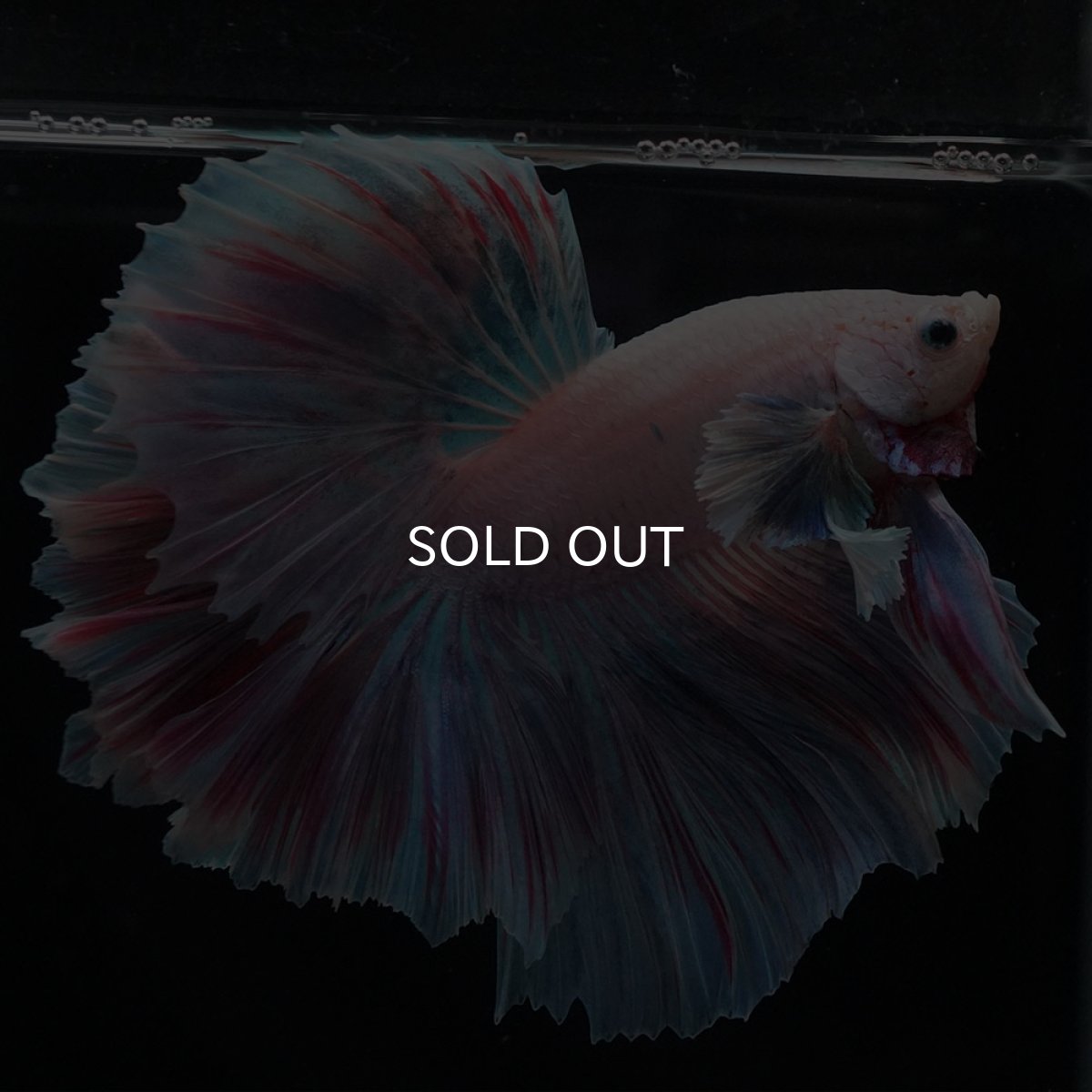 画像2: HMダンボ　ファンシー (2)