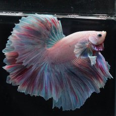 画像2: HMダンボ　ファンシー (2)