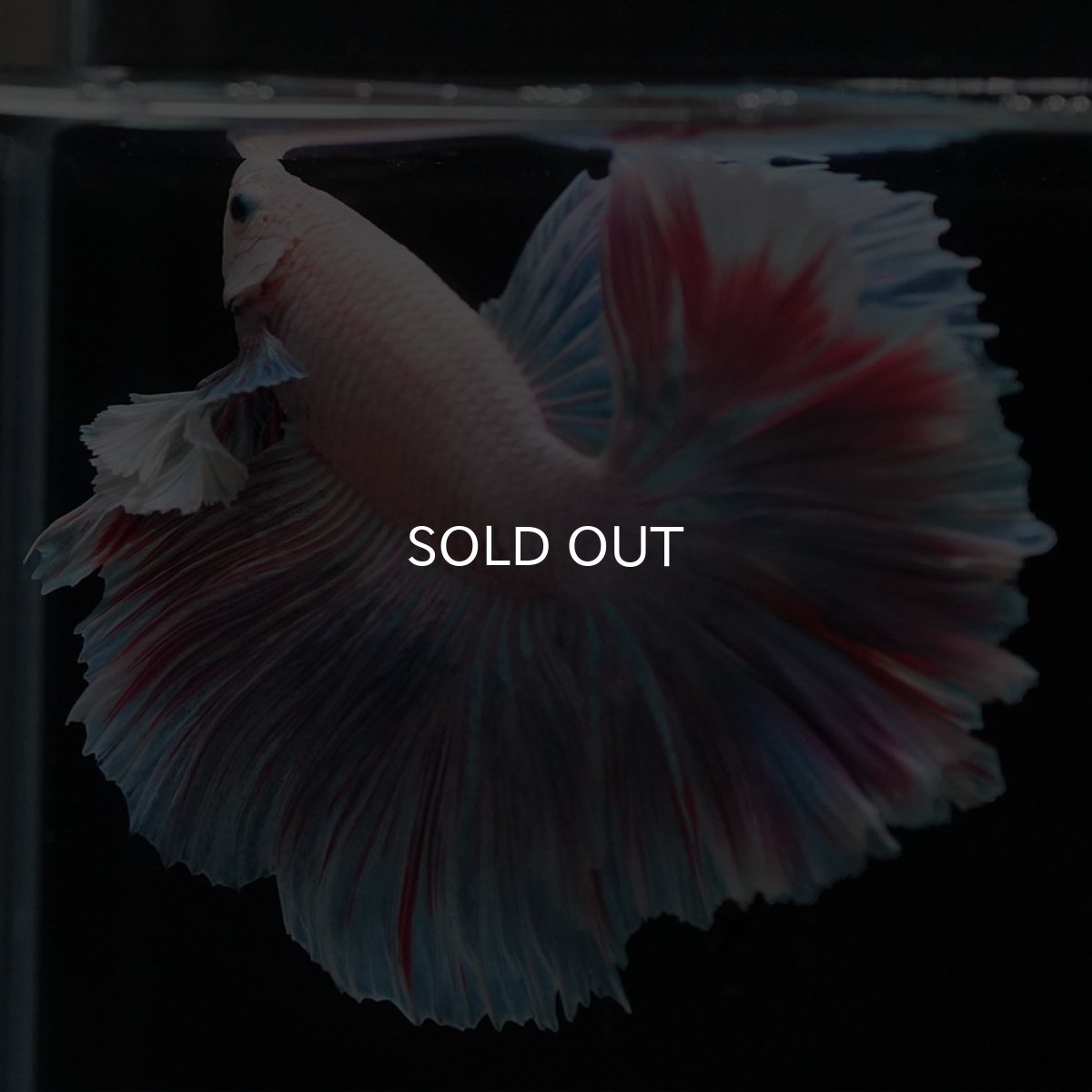 画像10: HMダンボ　ファンシー (10)