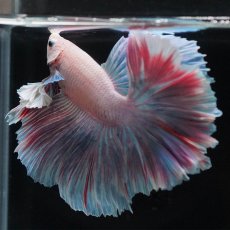 画像10: HMダンボ　ファンシー (10)