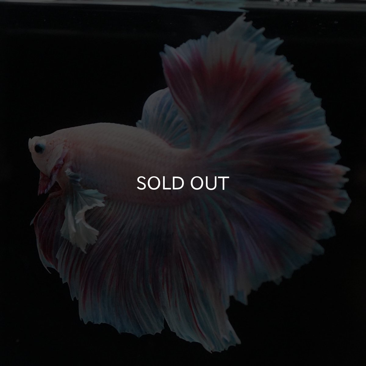 画像7: HMダンボ　ファンシー (7)