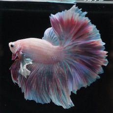 画像7: HMダンボ　ファンシー (7)