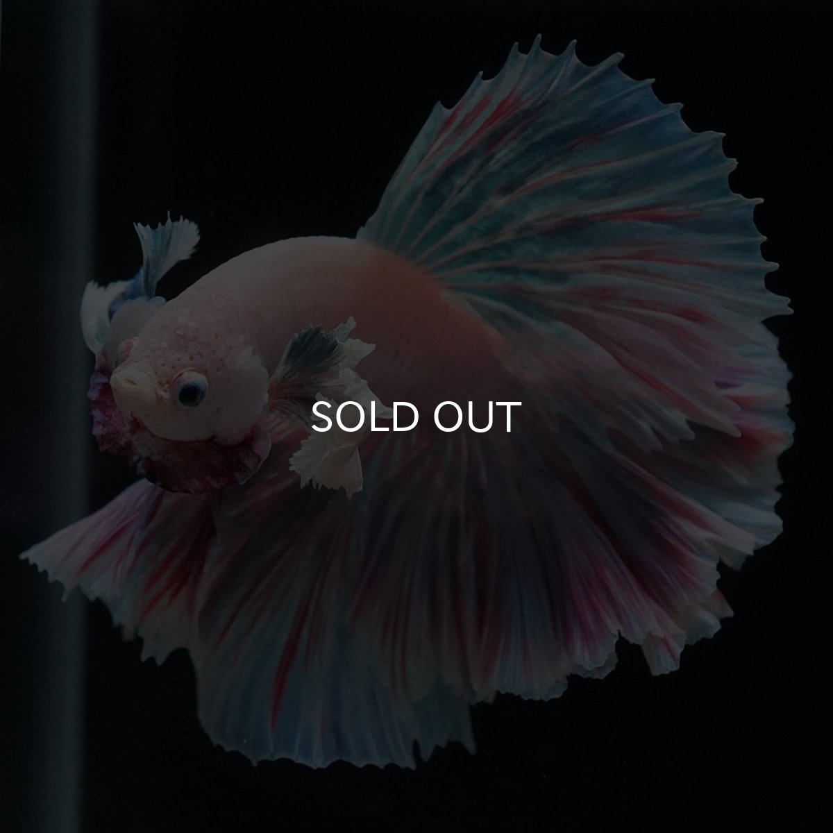 画像9: HMダンボ　ファンシー (9)