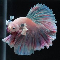 画像9: HMダンボ　ファンシー (9)