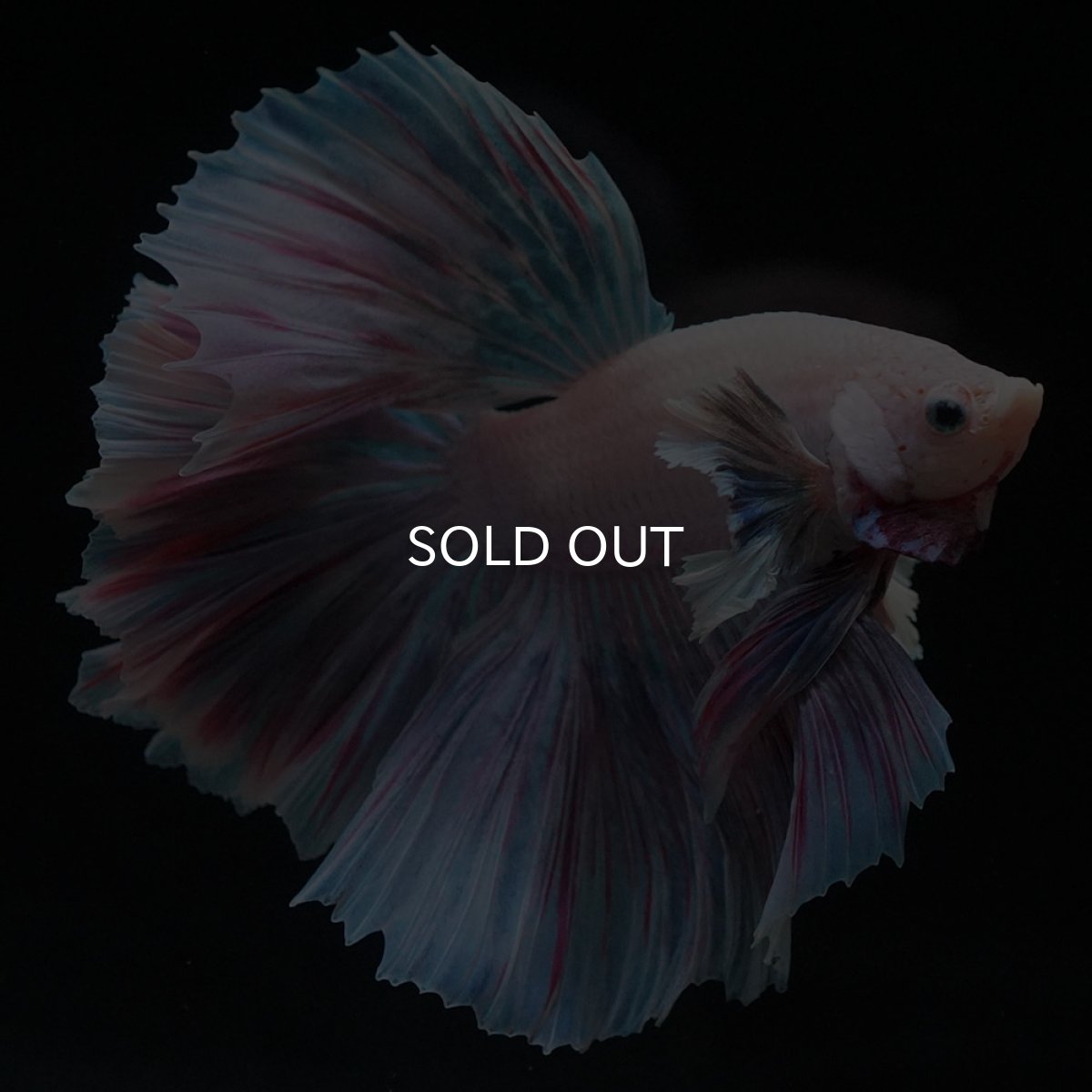 画像8: HMダンボ　ファンシー (8)