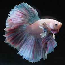 画像8: HMダンボ　ファンシー (8)