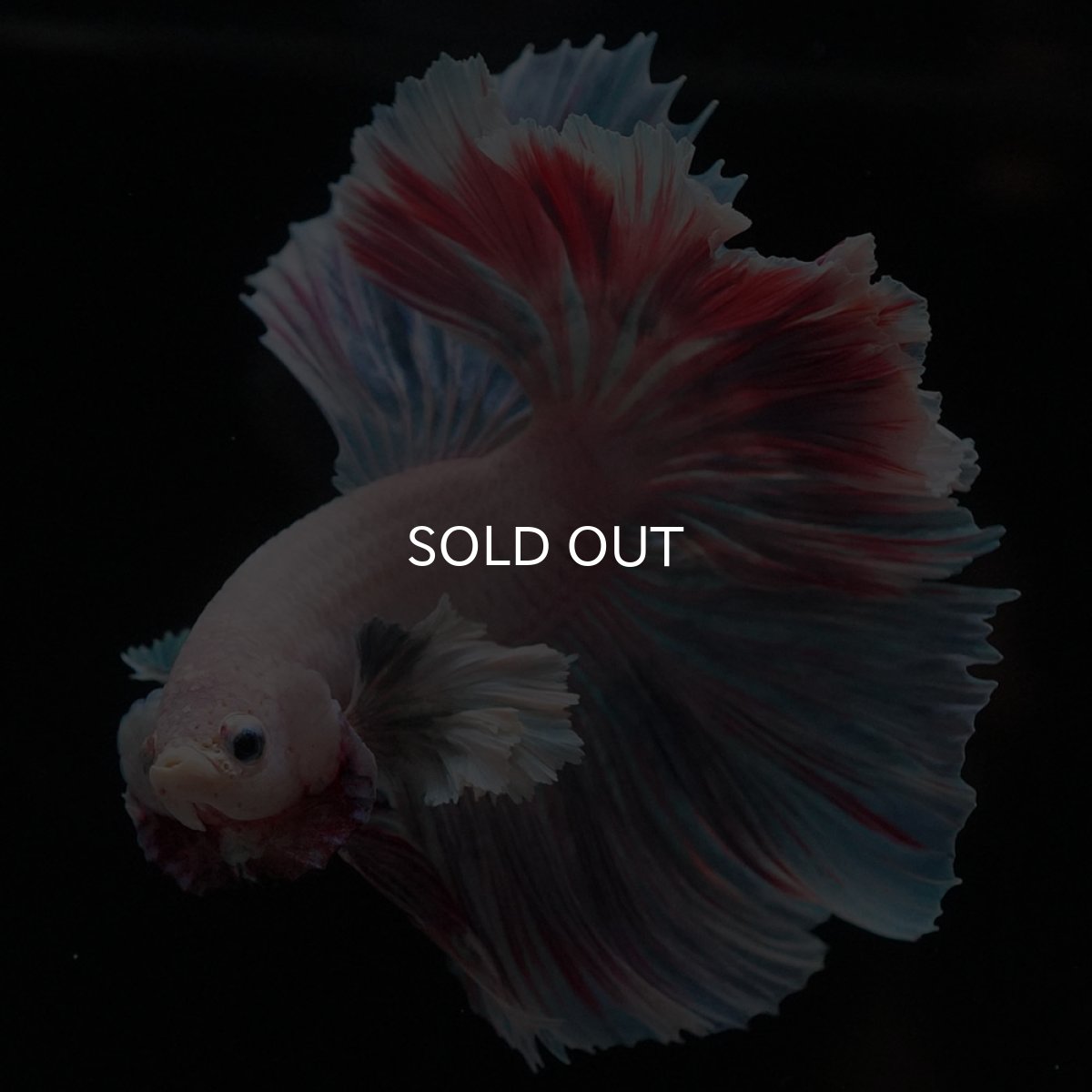 画像5: HMダンボ　ファンシー (5)