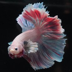 画像5: HMダンボ　ファンシー (5)