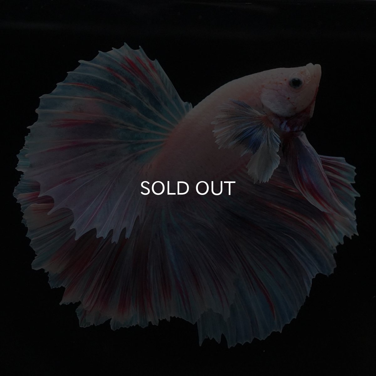 画像6: HMダンボ　ファンシー (6)