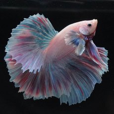 画像6: HMダンボ　ファンシー (6)