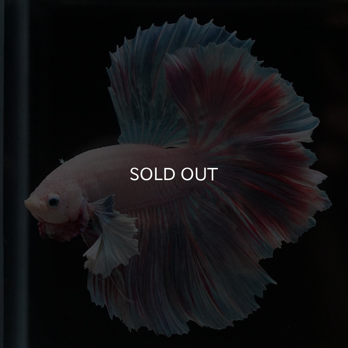 画像3: HMダンボ　ファンシー (3)