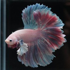 画像3: HMダンボ　ファンシー (3)