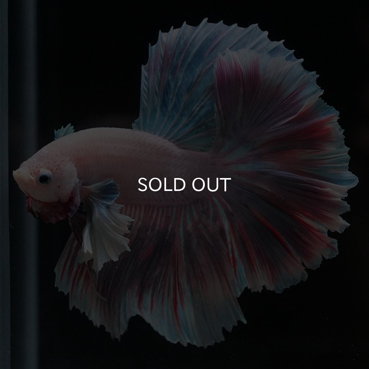 画像1: HMダンボ　ファンシー (1)