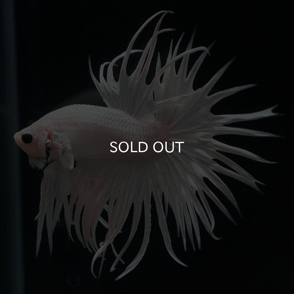 画像7: CT　ホワイト (7)