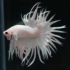 画像7: CT　ホワイト (7)