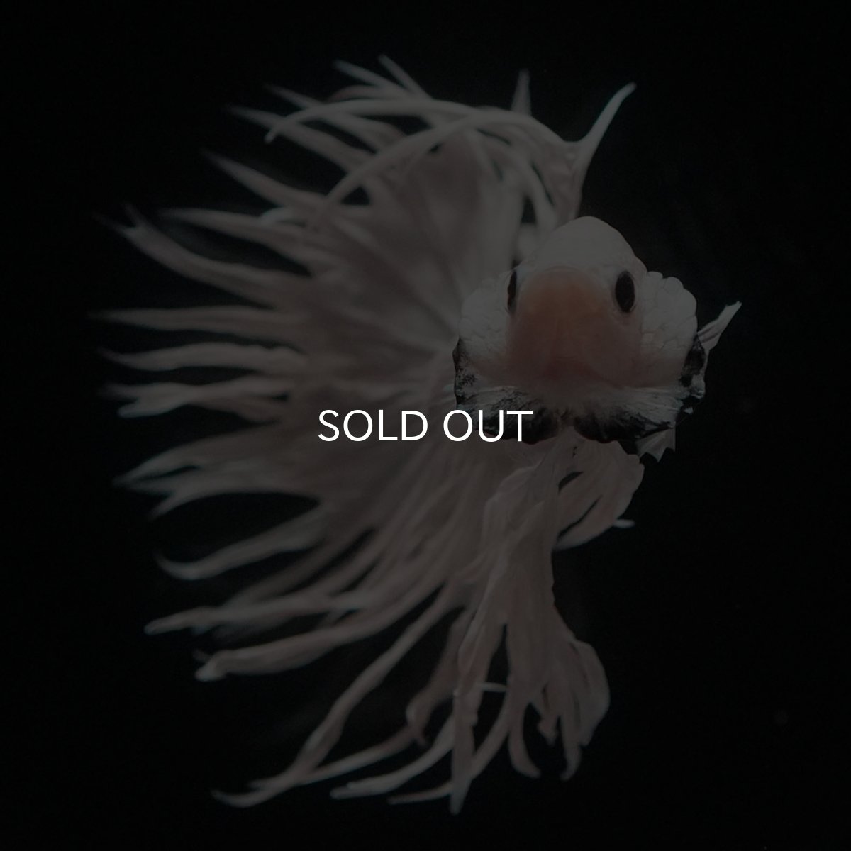 画像3: CT　ホワイト (3)