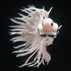 画像3: CT　ホワイト (3)