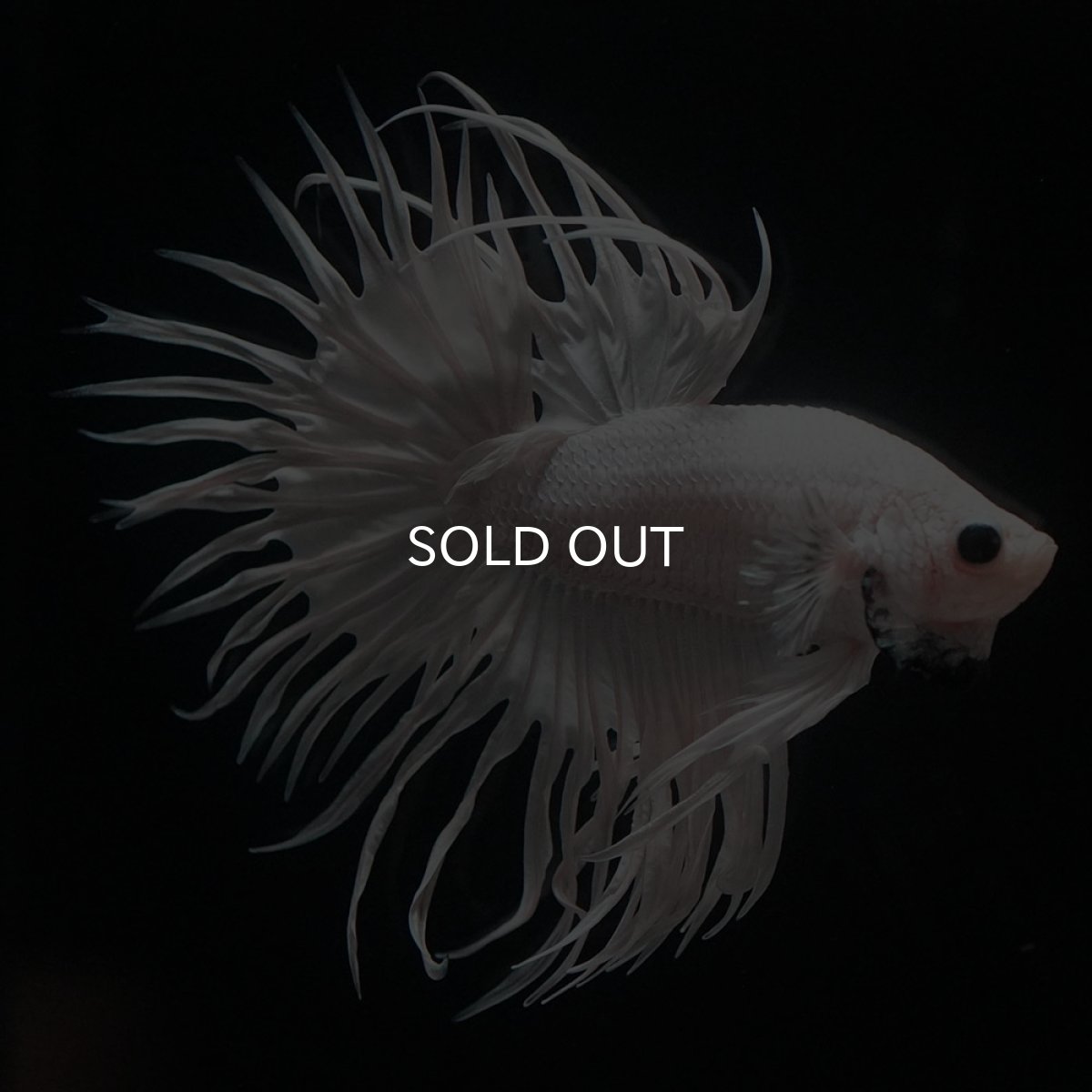 画像8: CT　ホワイト (8)