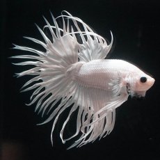 画像8: CT　ホワイト (8)