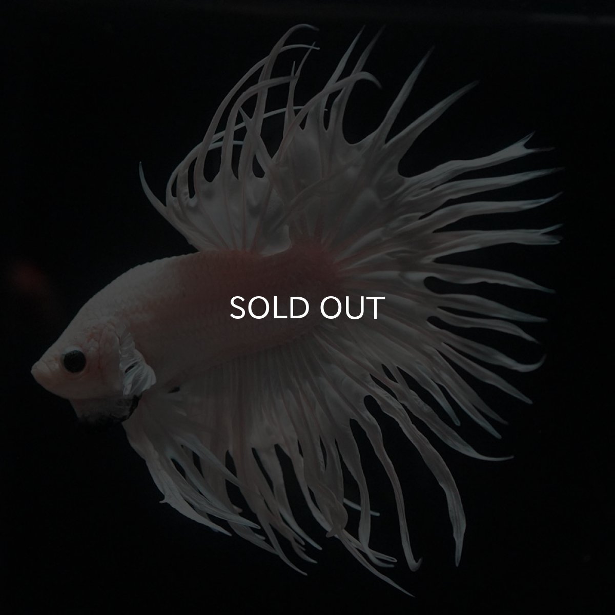 画像2: CT　ホワイト (2)