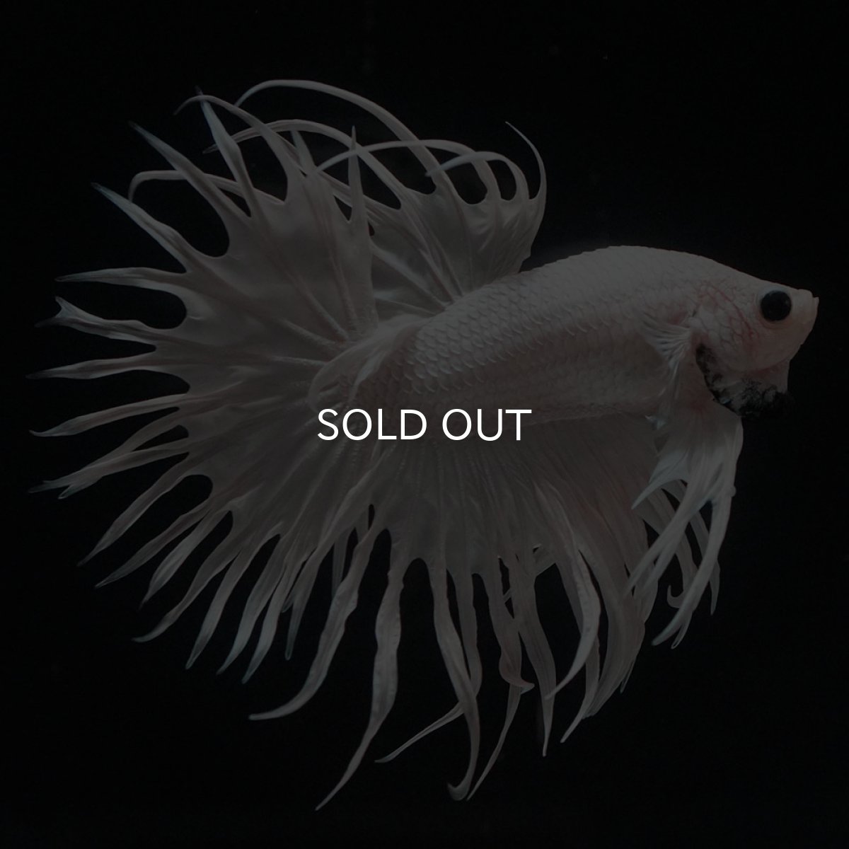 画像6: CT　ホワイト (6)