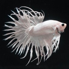 画像6: CT　ホワイト (6)