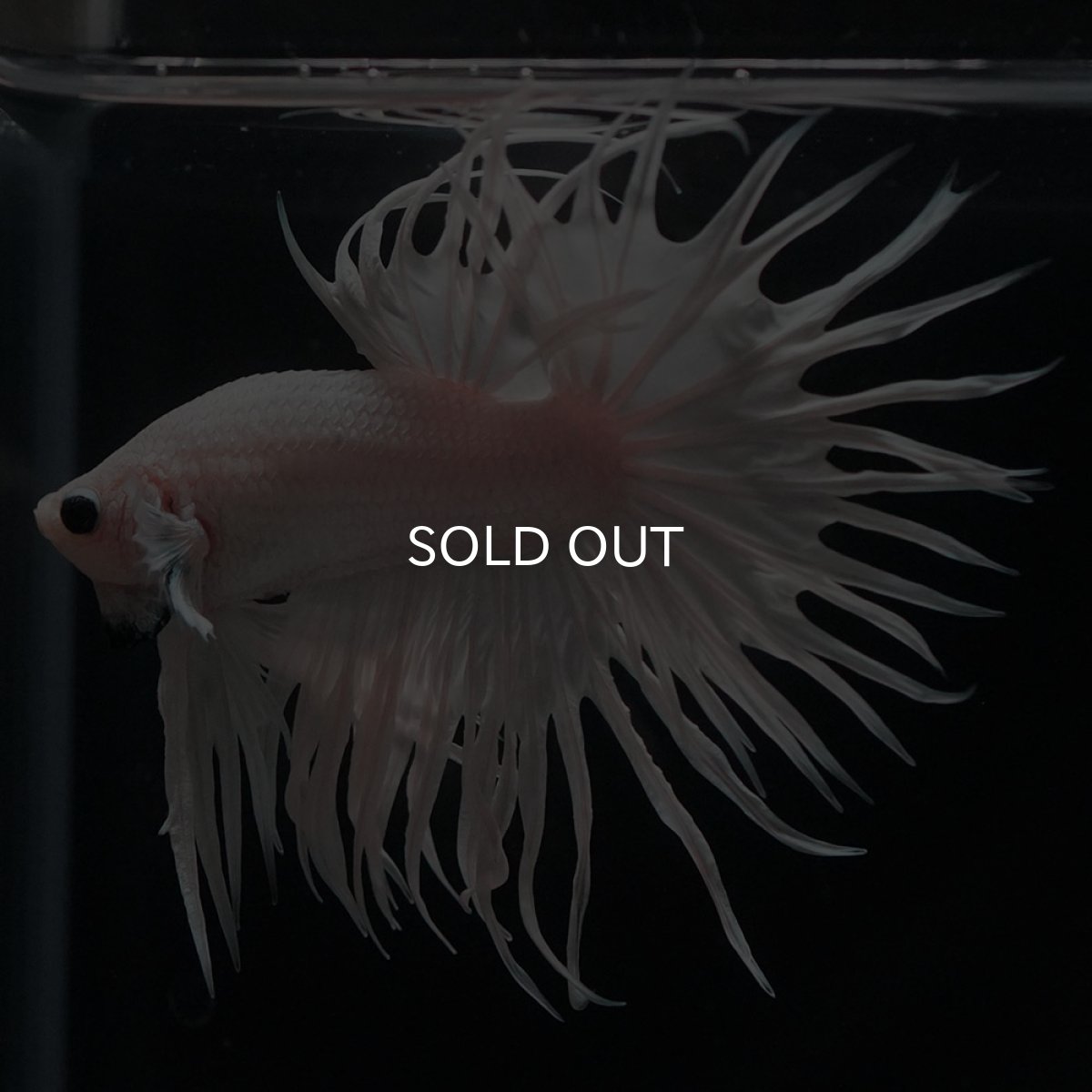 画像5: CT　ホワイト (5)