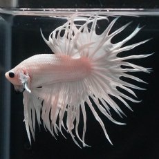 画像5: CT　ホワイト (5)