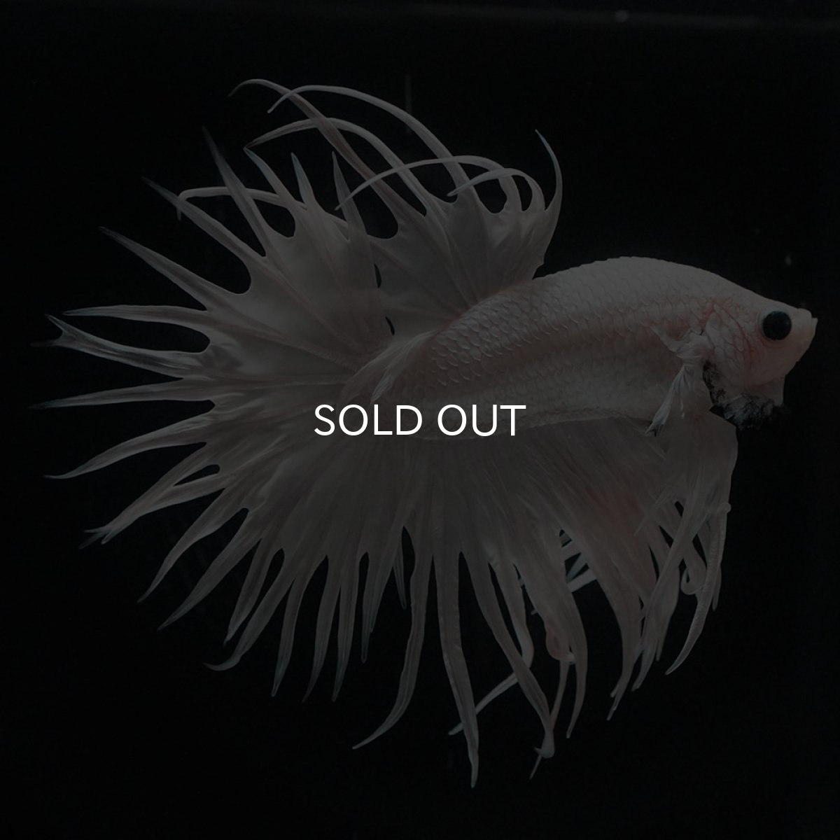 画像1: CT　ホワイト (1)