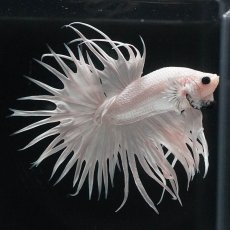 画像4: CT　ホワイト (4)