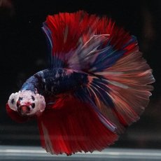 画像6: HM　キャンディ (6)