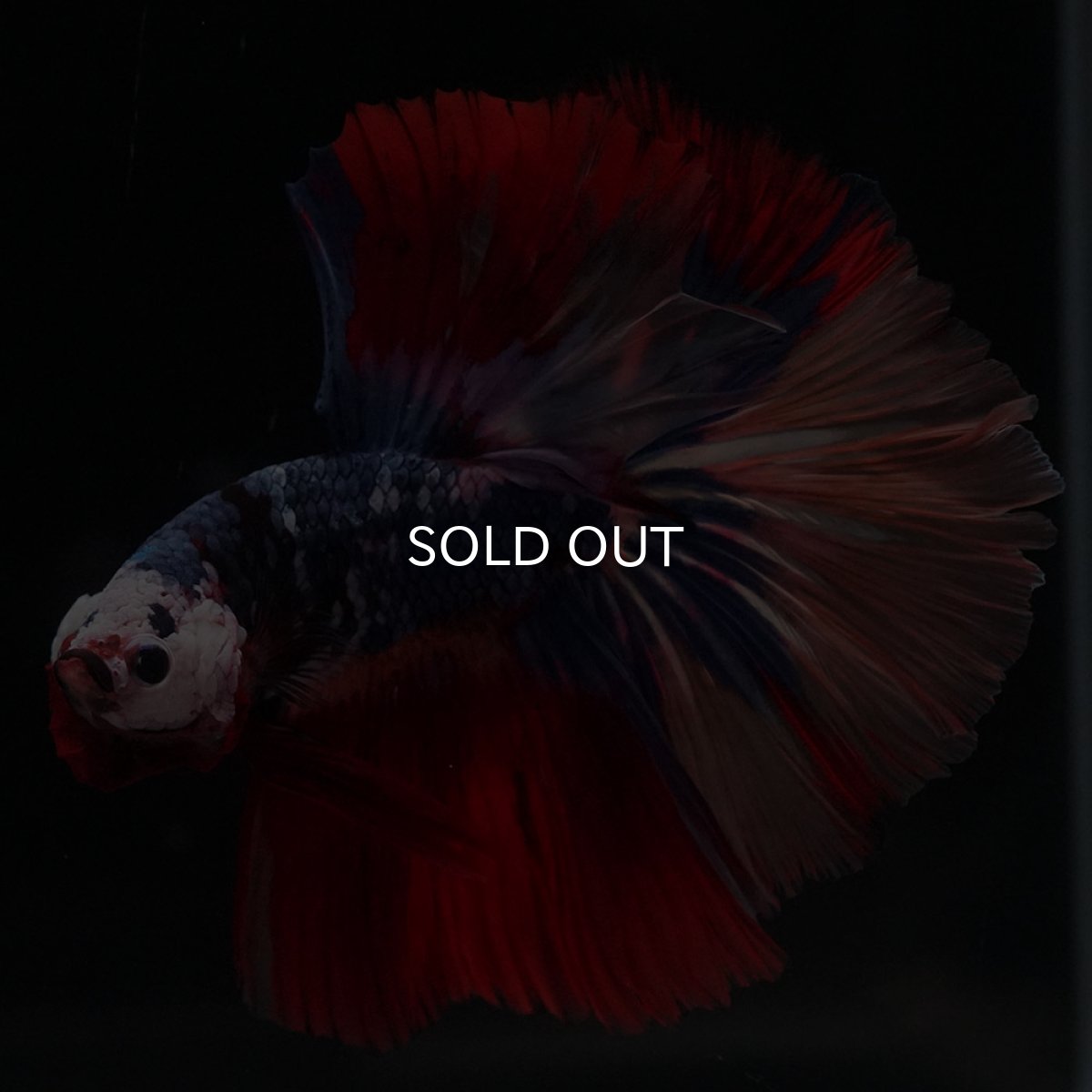 画像5: HM　キャンディ (5)