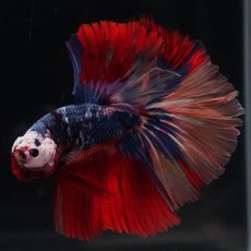 画像5: HM　キャンディ (5)