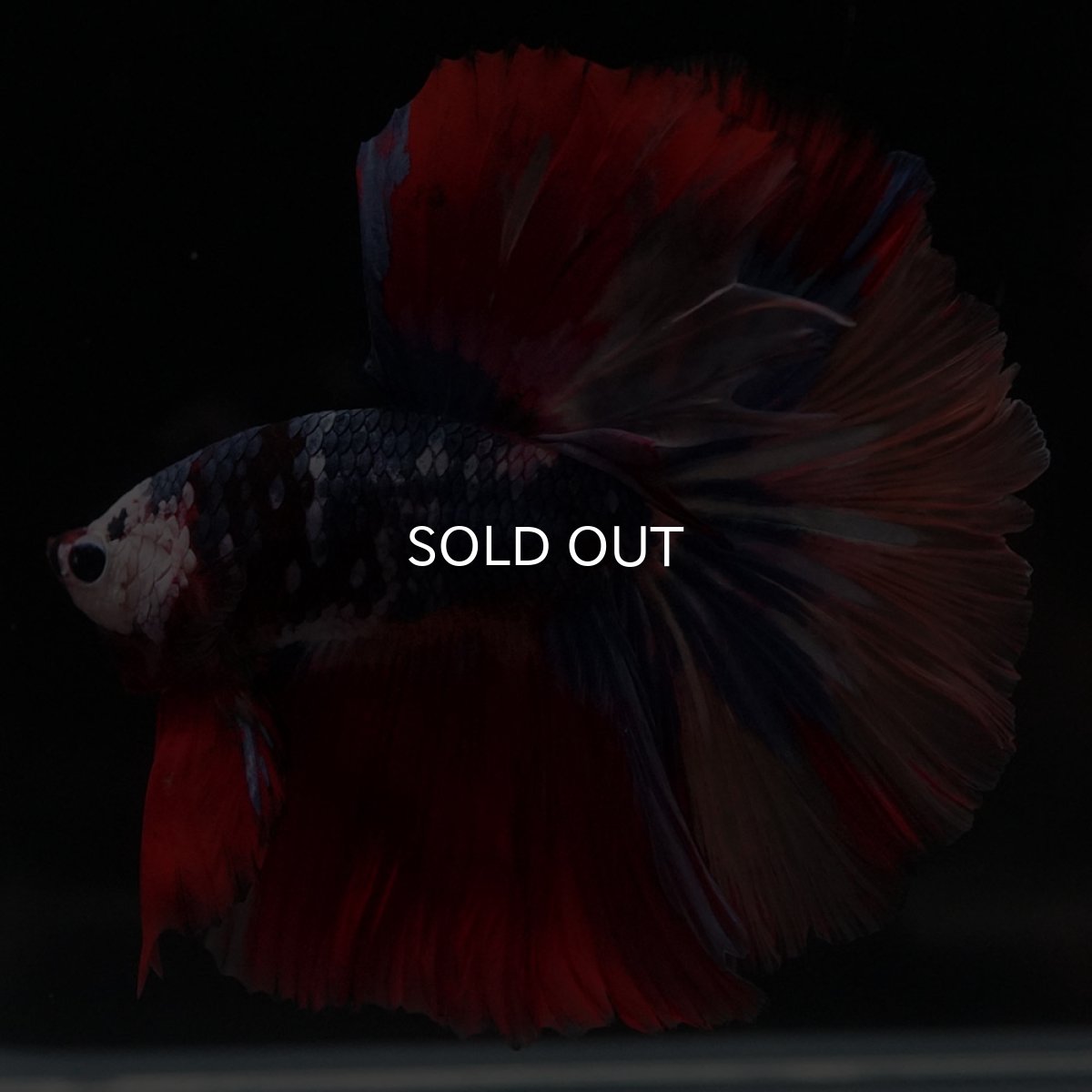 画像2: HM　キャンディ (2)