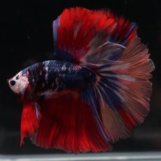 画像2: HM　キャンディ (2)